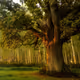trees on base