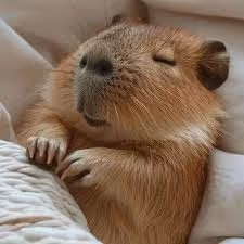 capy