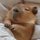 capy