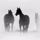 Three Horses at Dawn