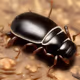 Jacobsoniidae