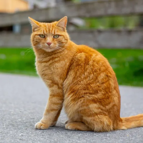 Cat