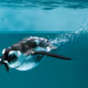 penguins