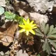 fleurs