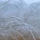 First frost