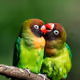 Parakeets