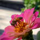 Bee on Pink Zinnia