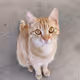 Luna the Cat