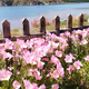 Pink flowers
