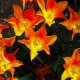 Sunfire Tulips