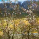 Spring Blossoms in the Mountains