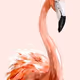 flamıngo