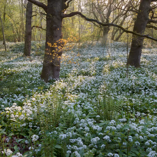 Paul Moon Open Editions