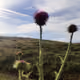 nature thorn