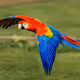 parrot