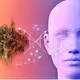 Cannabis
