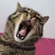 Zora Posts