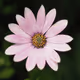 Pink Daisy