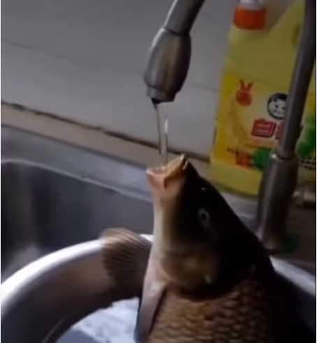 thirsty fish
