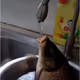 thirsty fish