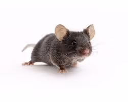 0x0fa8ee8a574d4579acc5d6d2cf46ce475c545253