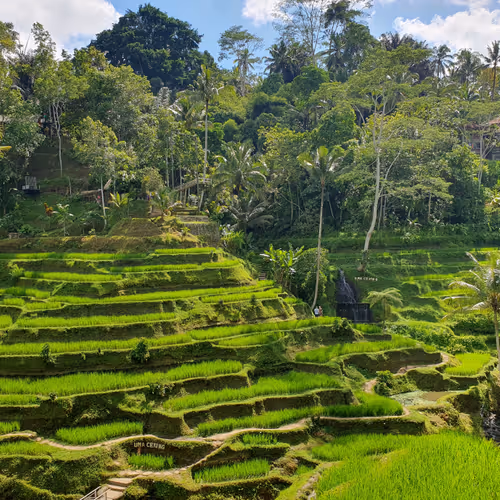GreenSteps