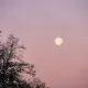 Pink Mornings