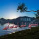 FREEE FLAMINGOS