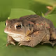 PEPE in REAL life