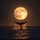 Zora Posts