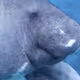 Manatee