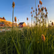 Golden Grass