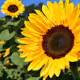 Sun flower 