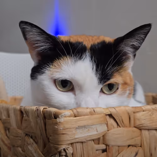 Gigglefart Cats