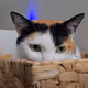 Gigglefart Cats