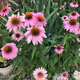 Pink Coneflowers