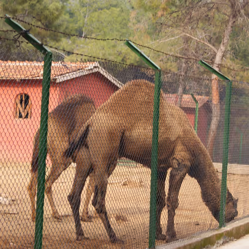 Camels
