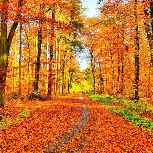 Golden autumn