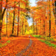 Golden autumn