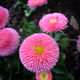 Nature's Pink Delight .