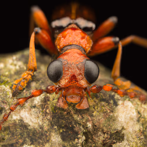 Pylorix