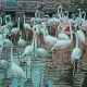 Flamingo Symphony
