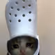 sad cat