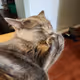 Zora Posts
