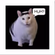 pumpCAT