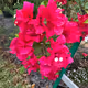 Bougainvilleas