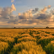 sunny field