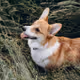 Corgy Mriya