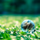 Nature water droplets on grass