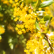 Barberry tree